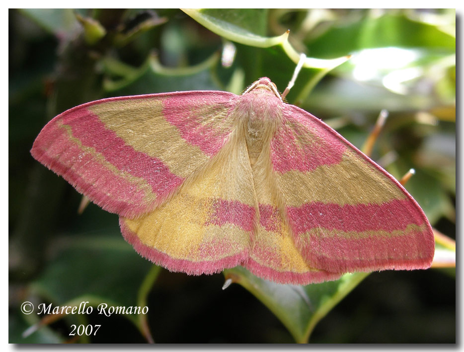 Incontri sulle Madonie:Rhodostrophia sicanaria (Geometridae)